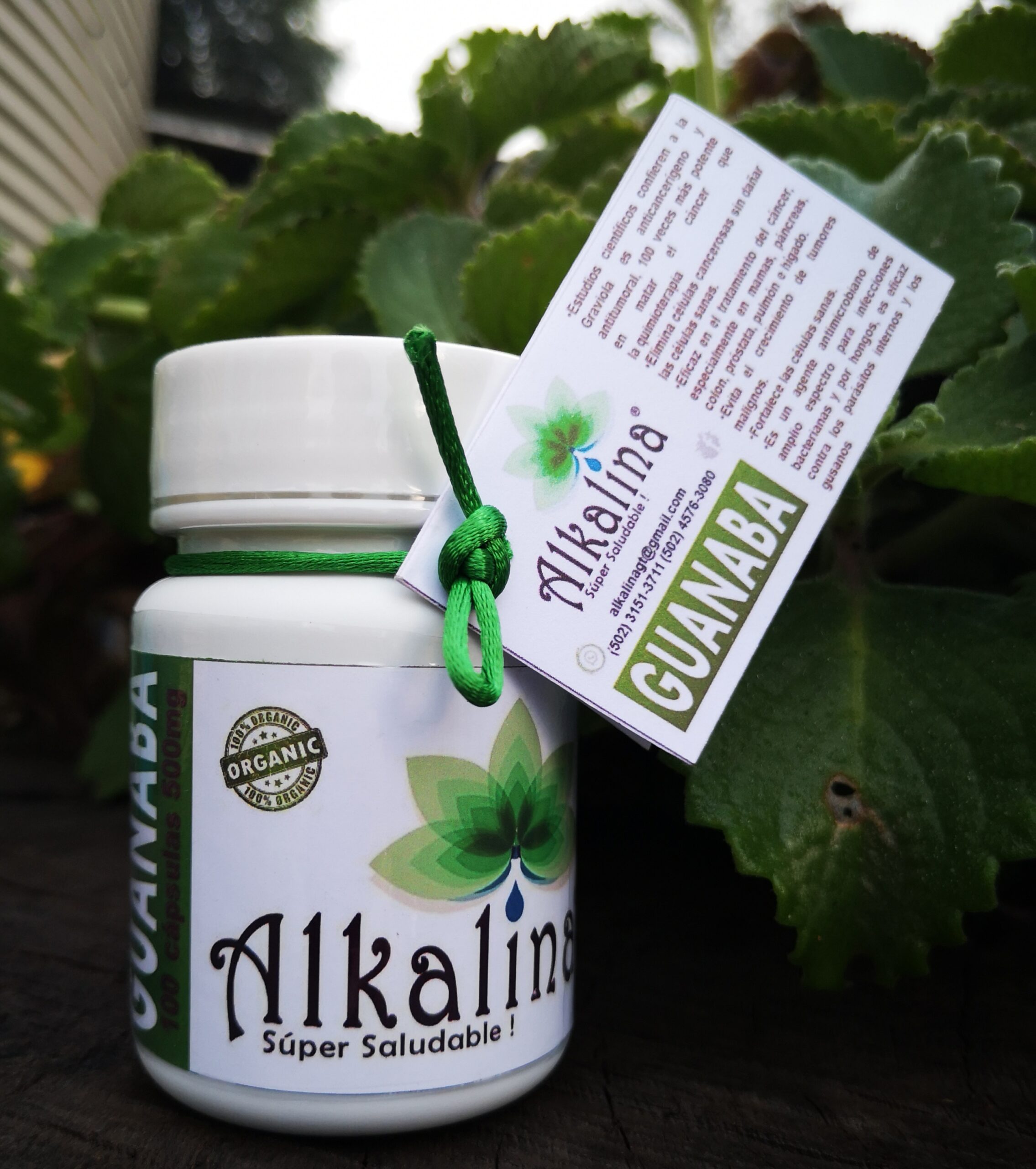 Guanaba En Capsulas - Imagen 3